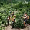 CÀ PHÊ CHỒN BỘT CAO CẤP (vị độc đáo từ quy trình sản xuất đặc biệt, thanh vị và dậy mùi cà phê)